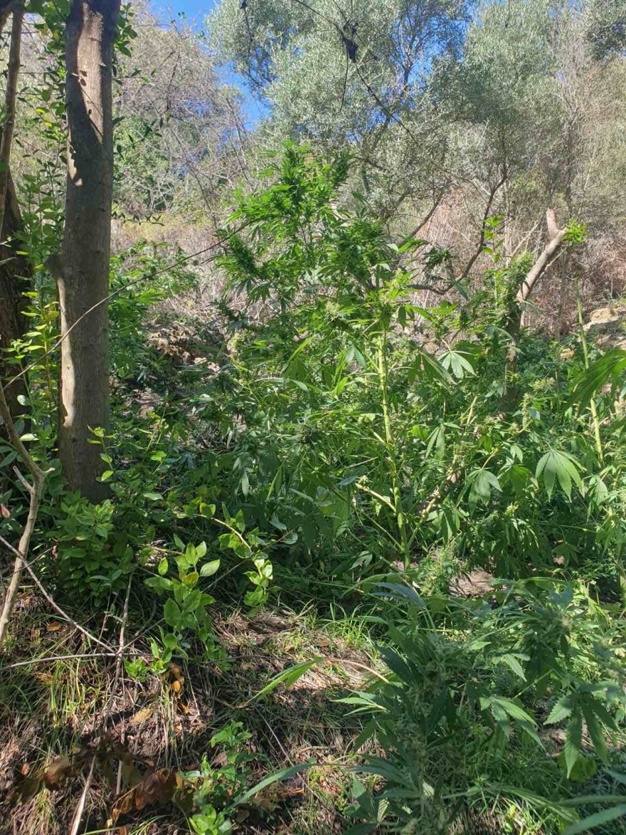 Φυτεία με 130 δενδρύλλια κάνναβης καλλιεργούσαν δύο άνδρες - Στο σπίτι τους έκρυβαν τα 3 κιλά χασίς