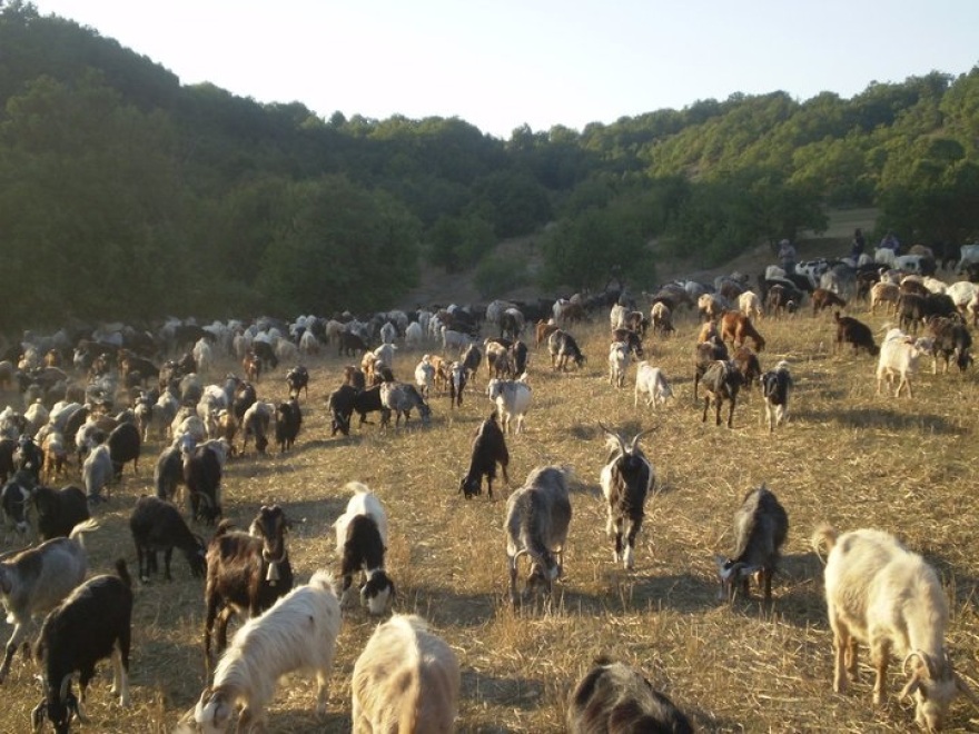 Μετακινούμενη κτηνοτροφία: Ένα ζωντανό οικοσύστημα που χάνεται μαζί με την ελληνική ύπαιθρο