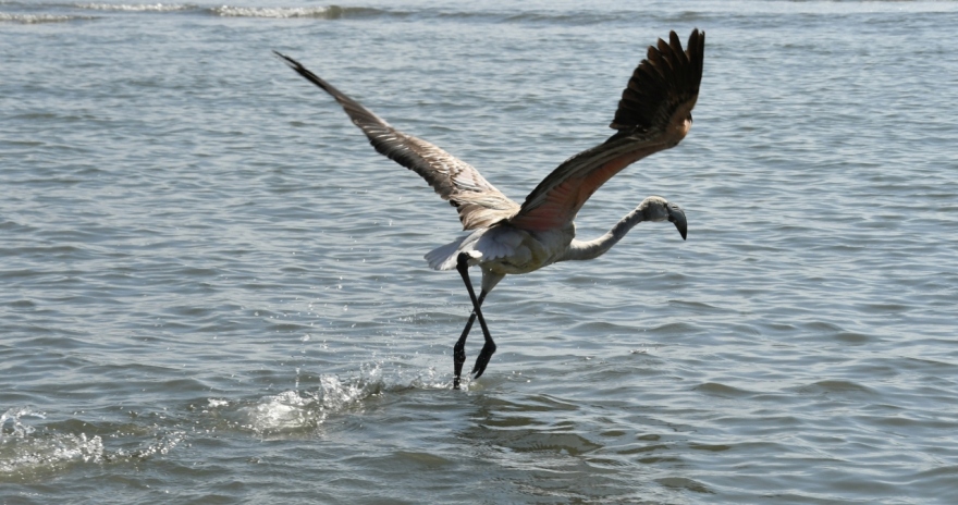 Ναύπλιο: Απελευθέρωση ενός νεαρού φλαμίνγκο στον Υγρότοπο της νέας Κίου