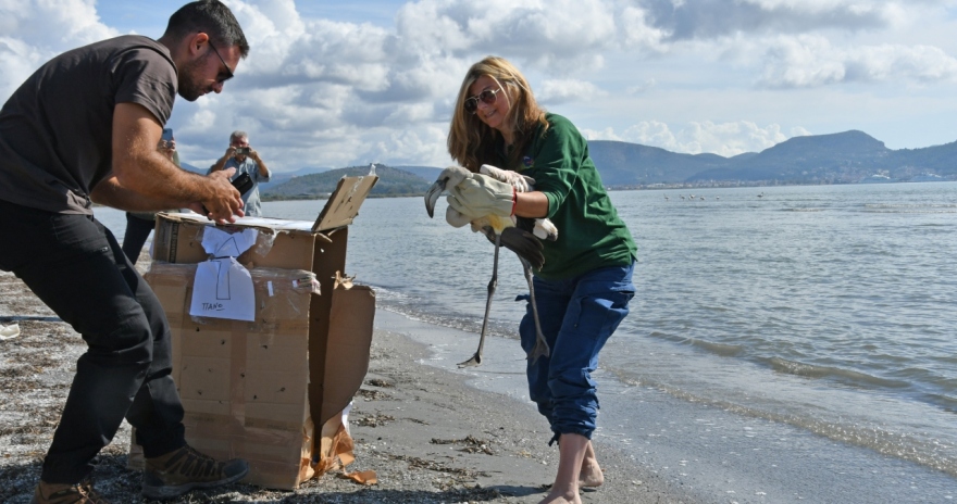 Ναύπλιο: Απελευθέρωση ενός νεαρού φλαμίνγκο στον Υγρότοπο της νέας Κίου
