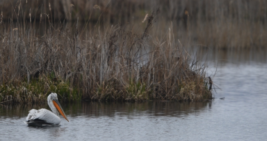 Επιστήμονες προειδοποιούν ότι η Μικρή Πρέσπα συρρικνώνεται, κινδυνεύουν και οι πελεκάνοι - Δείτε φωτογραφίες από drone