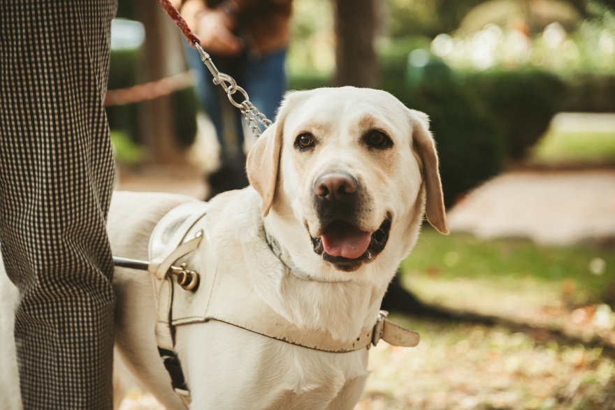 Η Gas, η σκυλίτσα-οδηγός, ξεκίνησε το νέο της ταξίδι