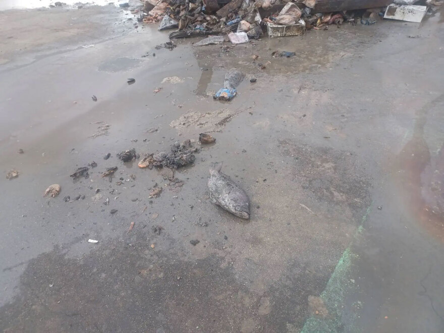 Μεγάλη περιβαλλοντική ρύπανση στην Πρέβεζα: Έθαψαν τόνους από ζωικά απόβλητα σε αυλή εταιρείας - 3 συλλήψεις, δείτε φωτογραφίες