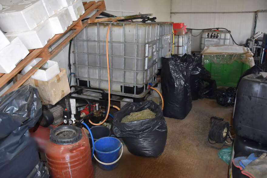 Σύλληψη στη Μεσσηνία για παραβίαση της άδειας για βιομηχανική κάνναβη - Θα έβγαζε 75.000 ευρώ