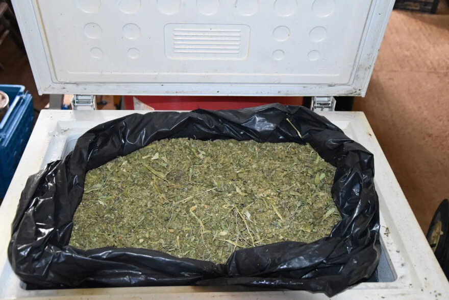 Σύλληψη στη Μεσσηνία για παραβίαση της άδειας για βιομηχανική κάνναβη - Θα έβγαζε 75.000 ευρώ