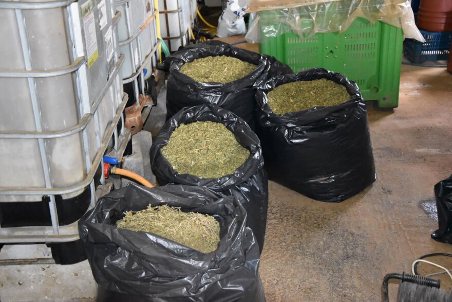 Σύλληψη στη Μεσσηνία για παραβίαση της άδειας για βιομηχανική κάνναβη - Θα έβγαζε 75.000 ευρώ