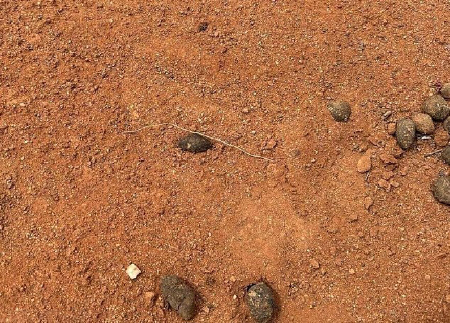 Η τρανς γιαγιά αγνοούμενου τετράχρονου στην Αυστραλία απείλησε με κυνηγετικό όπλο δημοσιογράφο της Daily Mail - Δείτε βίντεο