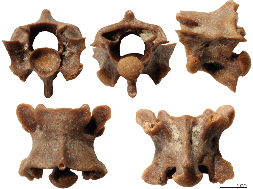 Παραδοξοφίδιο, ένα νέο είδος προϊστορικού φιδιού που ανακάλυψε Έλληνας παλαιοντολόγος