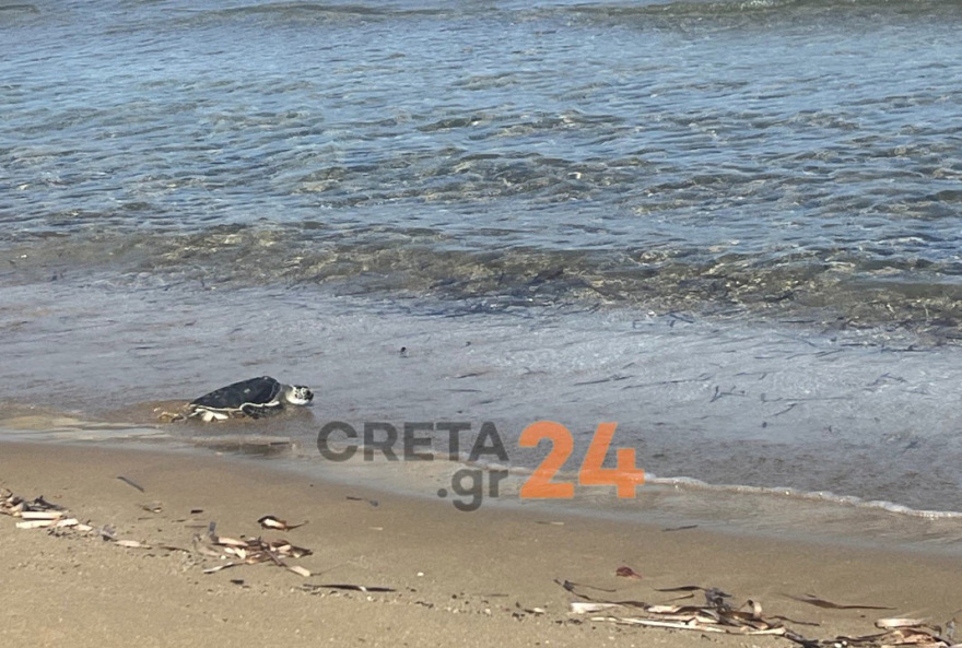 Ηράκλειο: Η θαλάσσια χελώνα Ναυσικά επέστρεψε στη θάλασσα μετά από τέσσερα χρόνια - Η ιστορία διάσωσής της εν μέσω κορωνοϊού