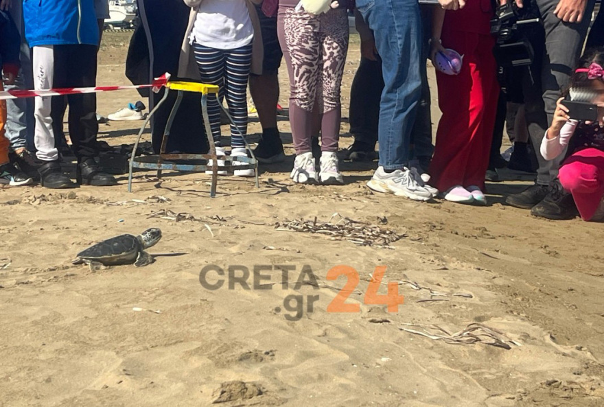 Ηράκλειο: Η θαλάσσια χελώνα Ναυσικά επέστρεψε στη θάλασσα μετά από τέσσερα χρόνια - Η ιστορία διάσωσής της εν μέσω κορωνοϊού