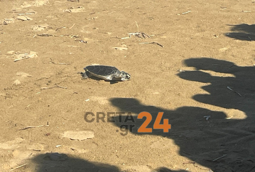 Ηράκλειο: Η θαλάσσια χελώνα Ναυσικά επέστρεψε στη θάλασσα μετά από τέσσερα χρόνια - Η ιστορία διάσωσής της εν μέσω κορωνοϊού