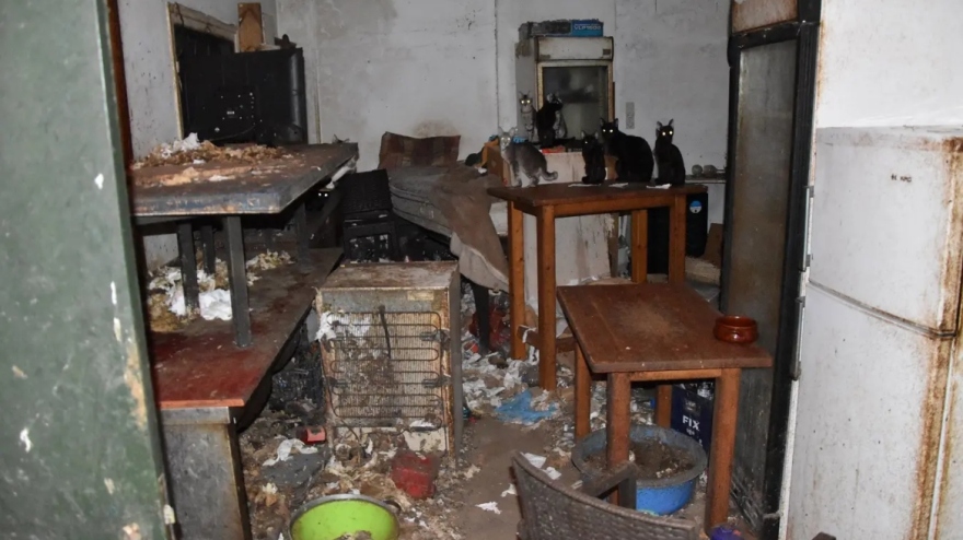 Τρία χρόνια στη φυλακή και  χρηματική ποινή 3.000 ευρώ στον 63χρονο που βασάνιζε γάτες στη Δονούσα - Τα αγαπάω, είπε στη δίκη