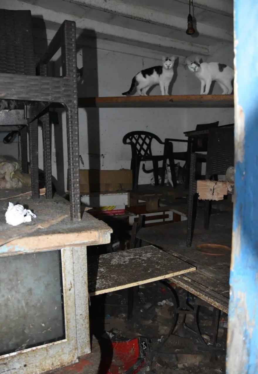 Συνελήφθη άνδρας που είχε εγκλωβισμένες 58 γάτες σε ακατάλληλο χώρο