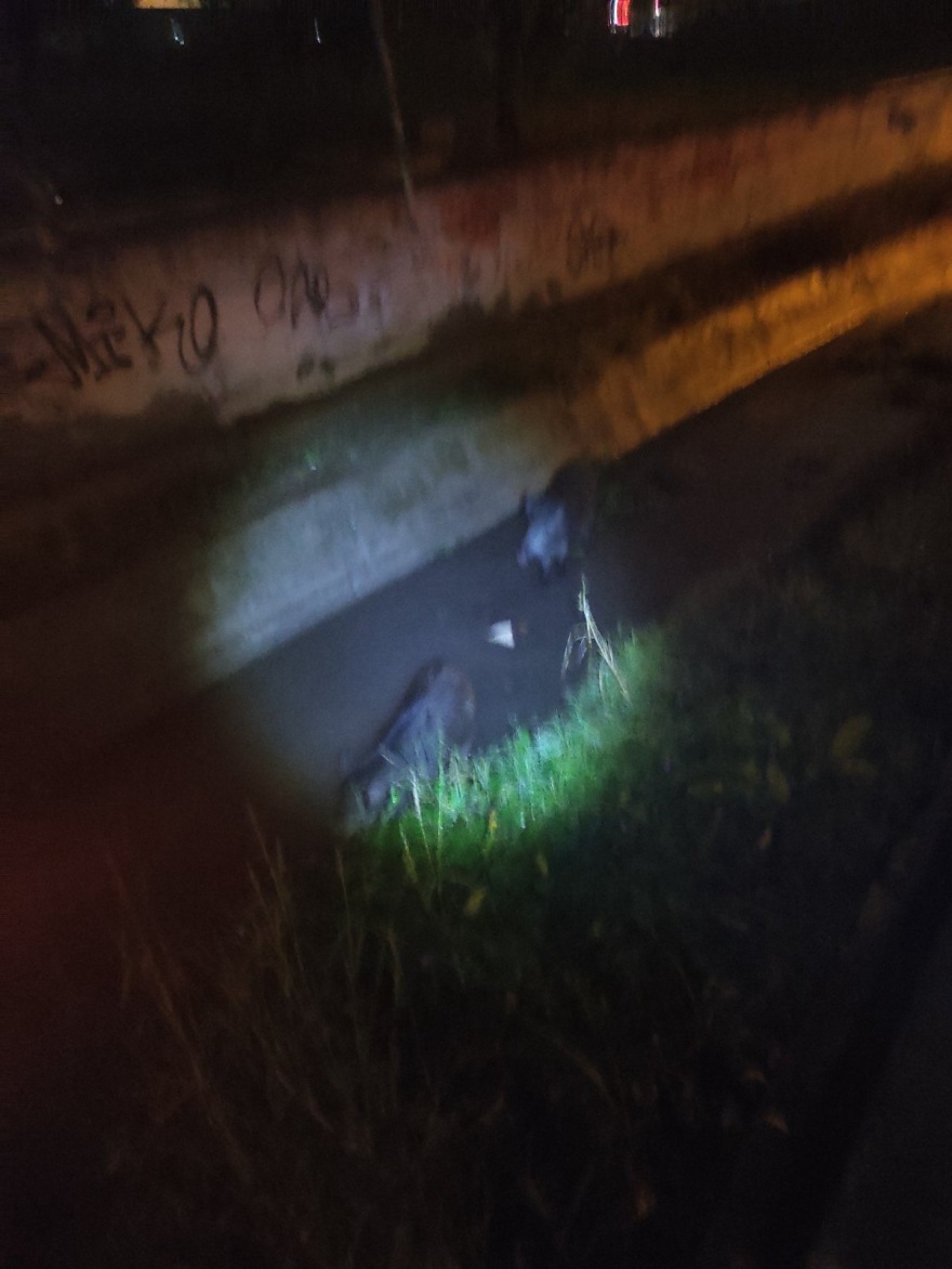 Αγριογούρουνα έκαναν τη... βόλτα τους σε περιοχή της Θεσσαλονίκης - Δείτε φωτογραφία