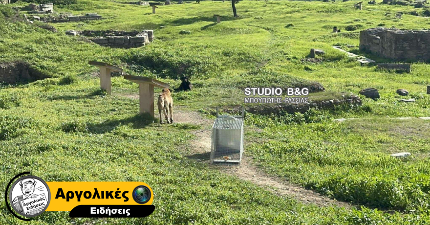 Άργος: Άγρια επίθεση αδέσποτων σκυλιών σε 17χρονη - Νοσηλεύεται σε κρίσιμη κατάσταση