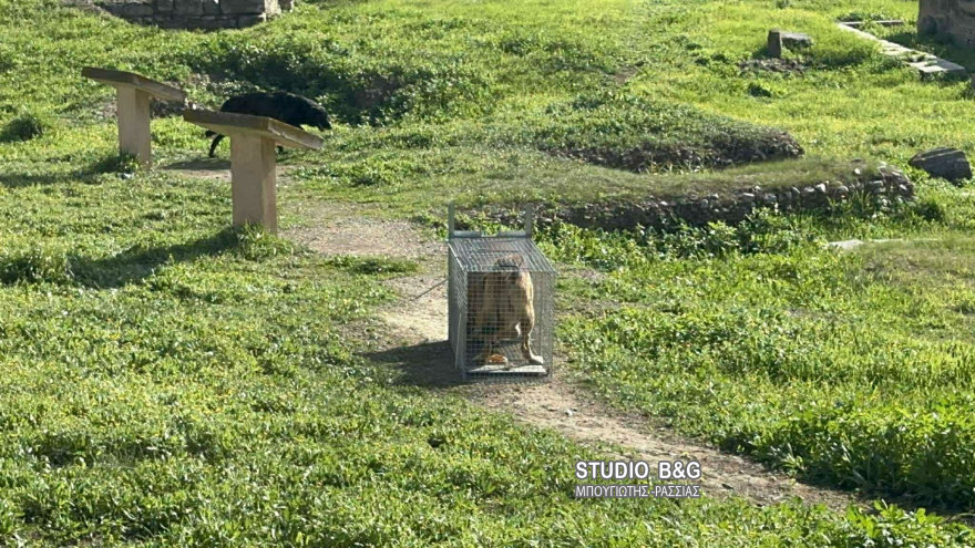 Άργος: Άγρια επίθεση αδέσποτων σκυλιών σε 17χρονη - Νοσηλεύεται σε κρίσιμη κατάσταση