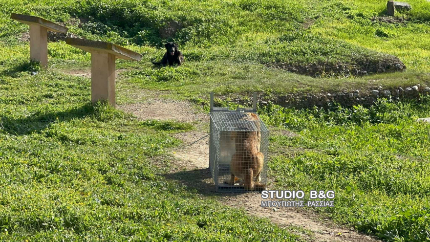 Άργος: Άγρια επίθεση αδέσποτων σκυλιών σε 17χρονη - Νοσηλεύεται σε κρίσιμη κατάσταση