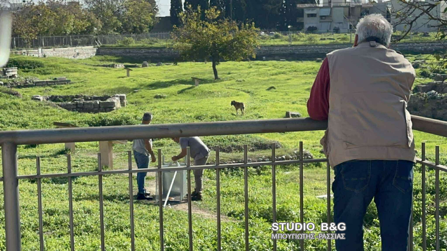 Άργος: Άγρια επίθεση αδέσποτων σκυλιών σε 17χρονη - Νοσηλεύεται σε κρίσιμη κατάσταση