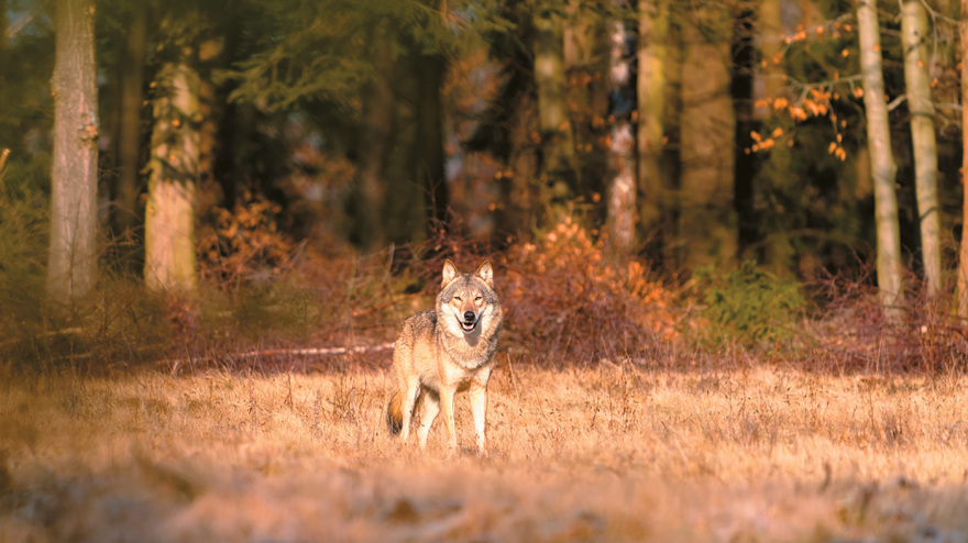 Αλλάζει ο σχεδιασμός για την Πάρνηθα - «Εκτροφείο» ελαφιών για να γλιτώσουν από τους λύκους Αλλάζει ο σχεδιασμός για την Πάρνηθα - «Εκτροφείο» ελαφιών για να γλιτώσουν από τους λύκους
