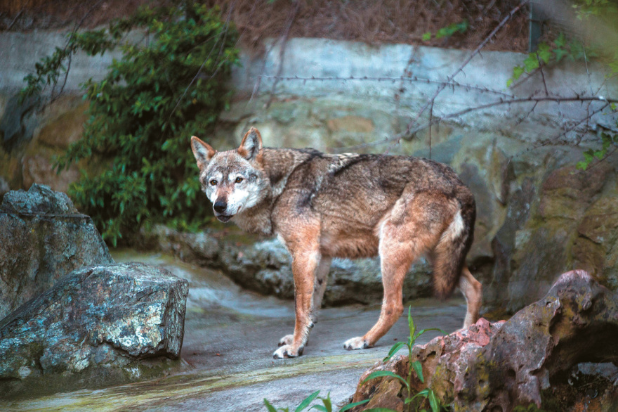 Αλλάζει ο σχεδιασμός για την Πάρνηθα - «Εκτροφείο» ελαφιών για να γλιτώσουν από τους λύκους Αλλάζει ο σχεδιασμός για την Πάρνηθα - «Εκτροφείο» ελαφιών για να γλιτώσουν από τους λύκους