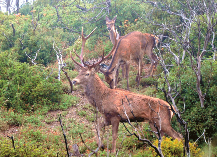 Αλλάζει ο σχεδιασμός για την Πάρνηθα - «Εκτροφείο» ελαφιών για να γλιτώσουν από τους λύκους Αλλάζει ο σχεδιασμός για την Πάρνηθα - «Εκτροφείο» ελαφιών για να γλιτώσουν από τους λύκους