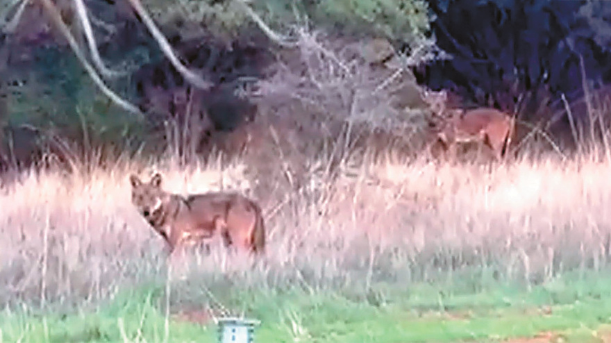 Αλλάζει ο σχεδιασμός για την Πάρνηθα - «Εκτροφείο» ελαφιών για να γλιτώσουν από τους λύκους Αλλάζει ο σχεδιασμός για την Πάρνηθα - «Εκτροφείο» ελαφιών για να γλιτώσουν από τους λύκους