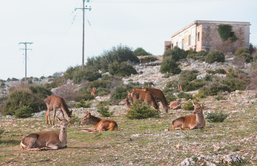 Αλλάζει ο σχεδιασμός για την Πάρνηθα - «Εκτροφείο» ελαφιών για να γλιτώσουν από τους λύκους Αλλάζει ο σχεδιασμός για την Πάρνηθα - «Εκτροφείο» ελαφιών για να γλιτώσουν από τους λύκους