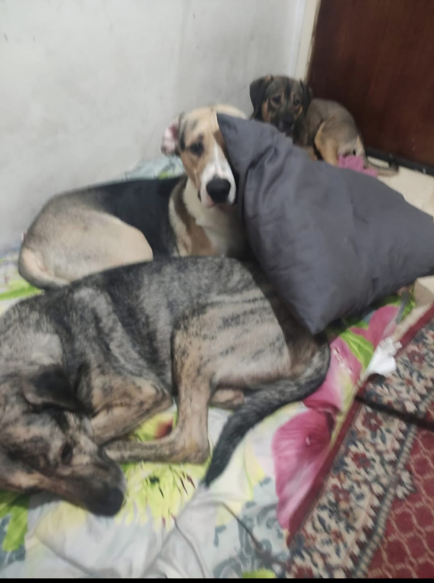 Τα τέσσερα σκυλάκια 71χρονου στην Αθήνα μπήκαν στο κηδειόχαρτό του - Τα ζώα μας θυμίζουν πώς αγαπάς αληθινά, λέει η κόρη του