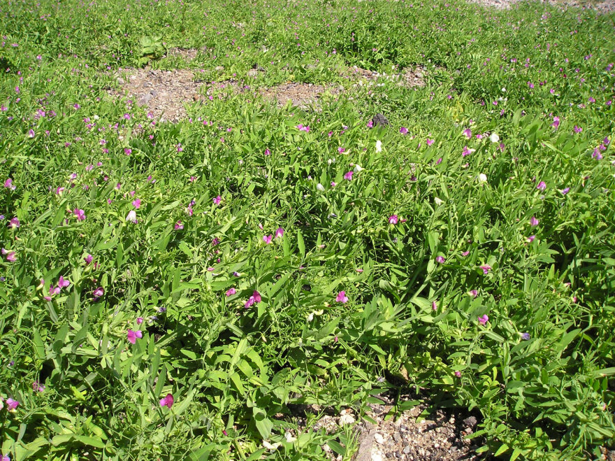 Ο κύκλος της φάβας στη νησιωτική Ελλάδα