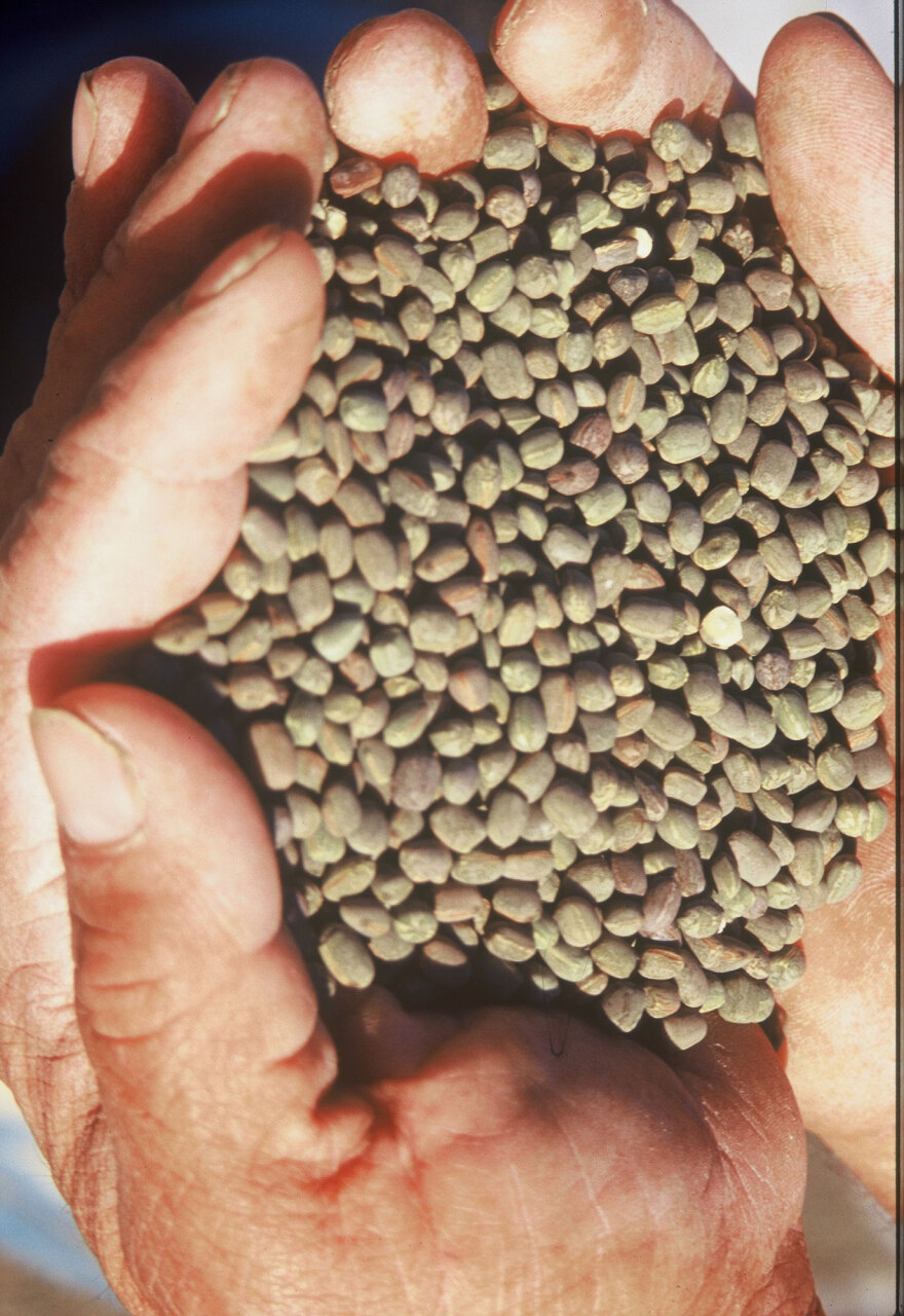 Ο κύκλος της φάβας στη νησιωτική Ελλάδα