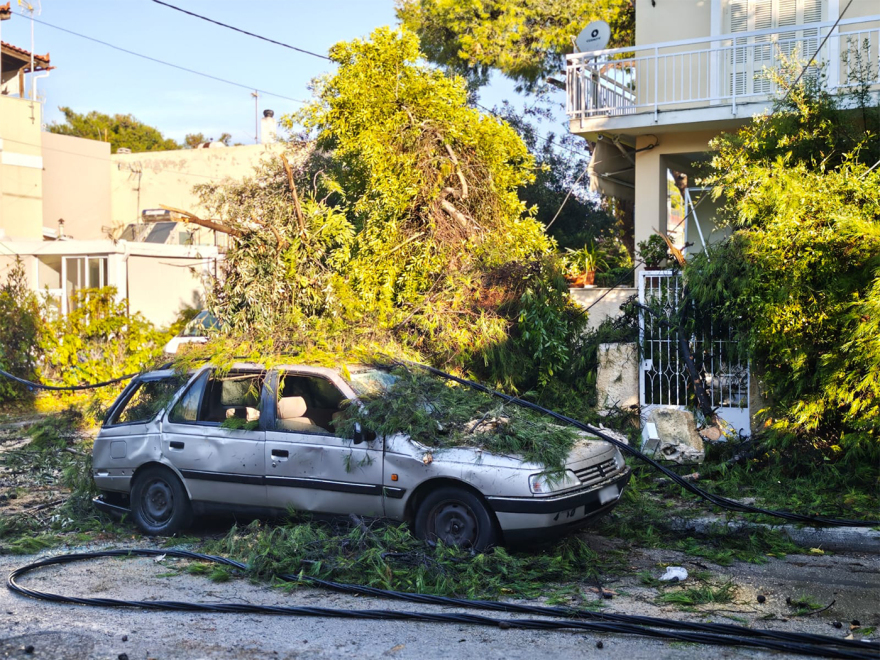 Έπεσαν δέντρα από το μπουρίνι στην Κηφισιά - Ζημιές σε μάντρες σπιτιών και σταθμευμένα ΙΧ, δείτε εικόνες