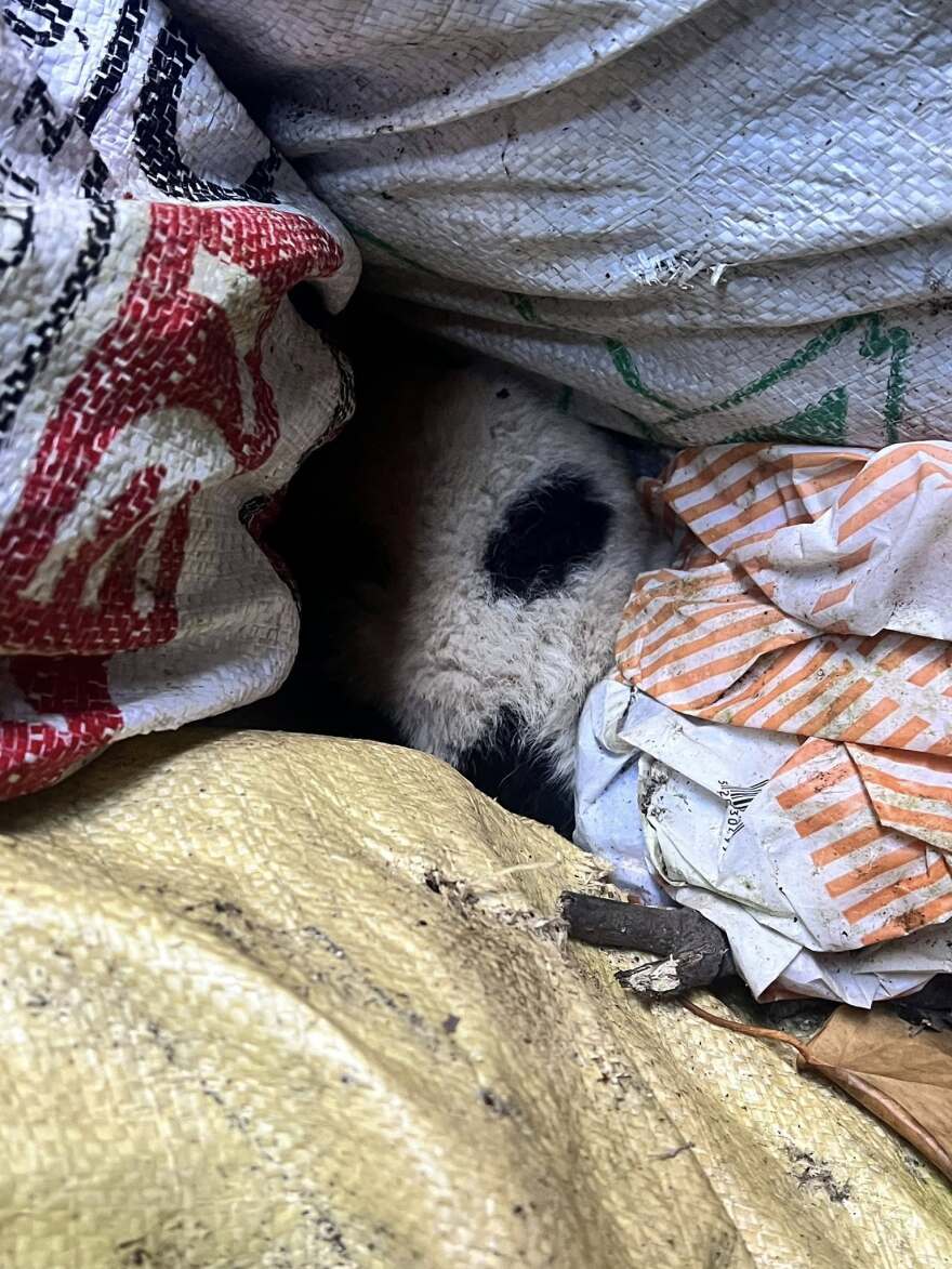 Κτηνωδία στο Πήλιο: Πέταξαν κουτάβια σε γκρεμό 20 μέτρων, σώθηκε ένα που προστάτεψαν σακούλες σκουπιδιών, δείτε βίντεο