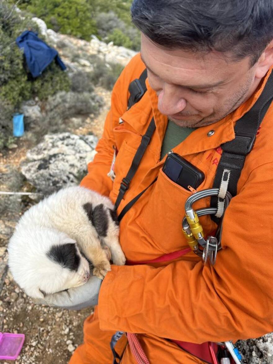 Κτηνωδία στο Πήλιο: Πέταξαν κουτάβια σε γκρεμό 20 μέτρων, σώθηκε ένα που προστάτεψαν σακούλες σκουπιδιών, δείτε βίντεο