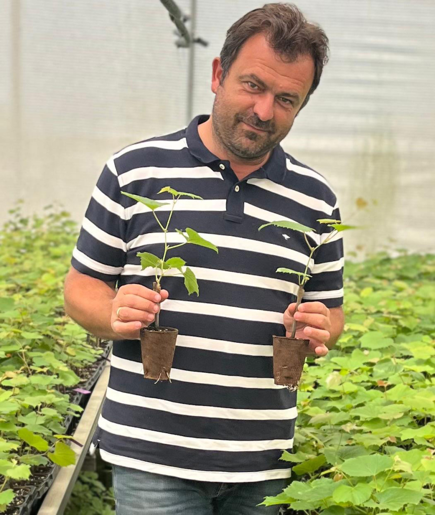 Τα «ξενιτεμένα» ελληνικά αμπέλια: Γιατί αυξάνεται η ζήτηση για ποικιλίες της χώρας μας από την Αμερική μέχρι την Αυστραλία