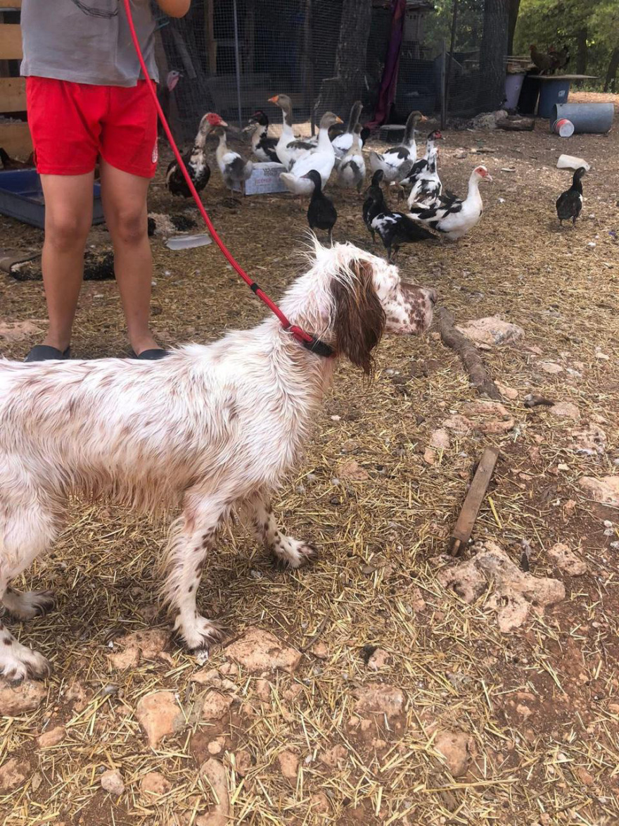 Πριν από 10 μέρες είχε γενέθλια ο μικρός Λίο που σκοτώθηκε από το πίτμπουλ στη Ζάκυνθο - Στην προστασία των ζώων είχε αφιερώσει τη ζωή της η οικογένεια