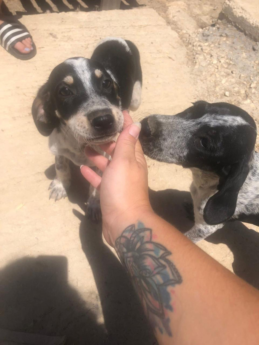 Πριν από 10 μέρες είχε γενέθλια ο μικρός Λίο που σκοτώθηκε από το πίτμπουλ στη Ζάκυνθο - Στην προστασία των ζώων είχε αφιερώσει τη ζωή της η οικογένεια