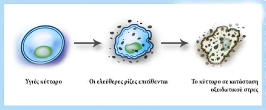 Οξειδωτικό στρες: Ο άγνωστος εχθρός της υγείας μας