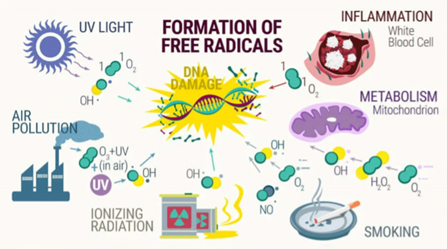 Οξειδωτικό στρες: Ο άγνωστος εχθρός της υγείας μας