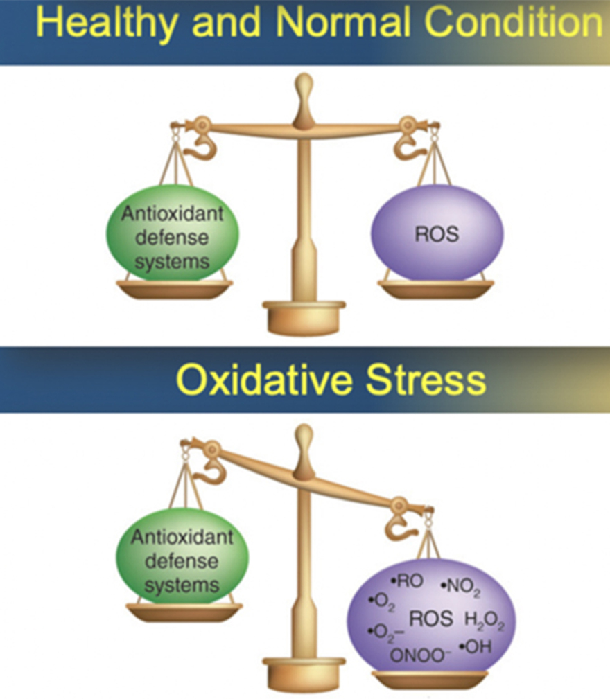 Οξειδωτικό στρες: Ο άγνωστος εχθρός της υγείας μας