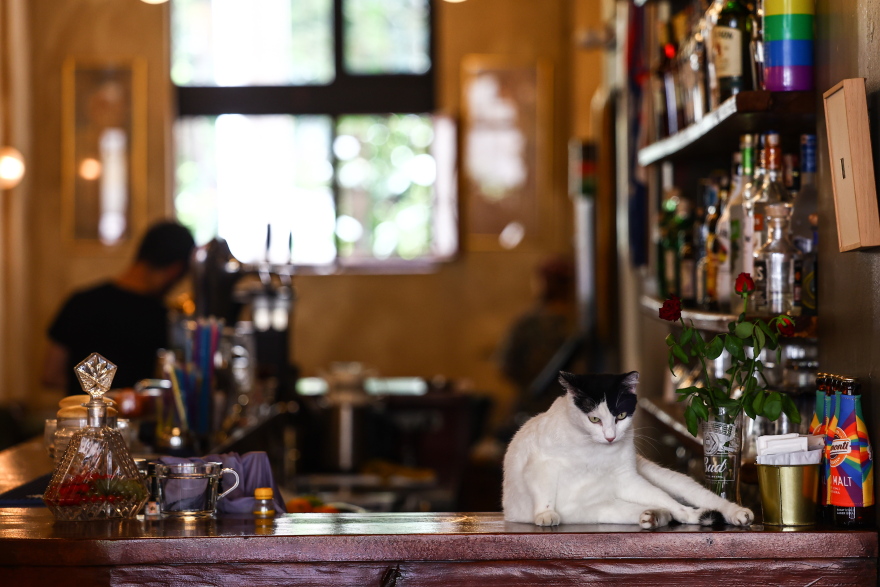 Μέσα στην πόλη που «κυβερνούν» οι γάτες: Η παράδοση από την Οθωμανική Αυτοκρατορία και τα ζώα-σύμβολα της Κωνσταντινούπολης