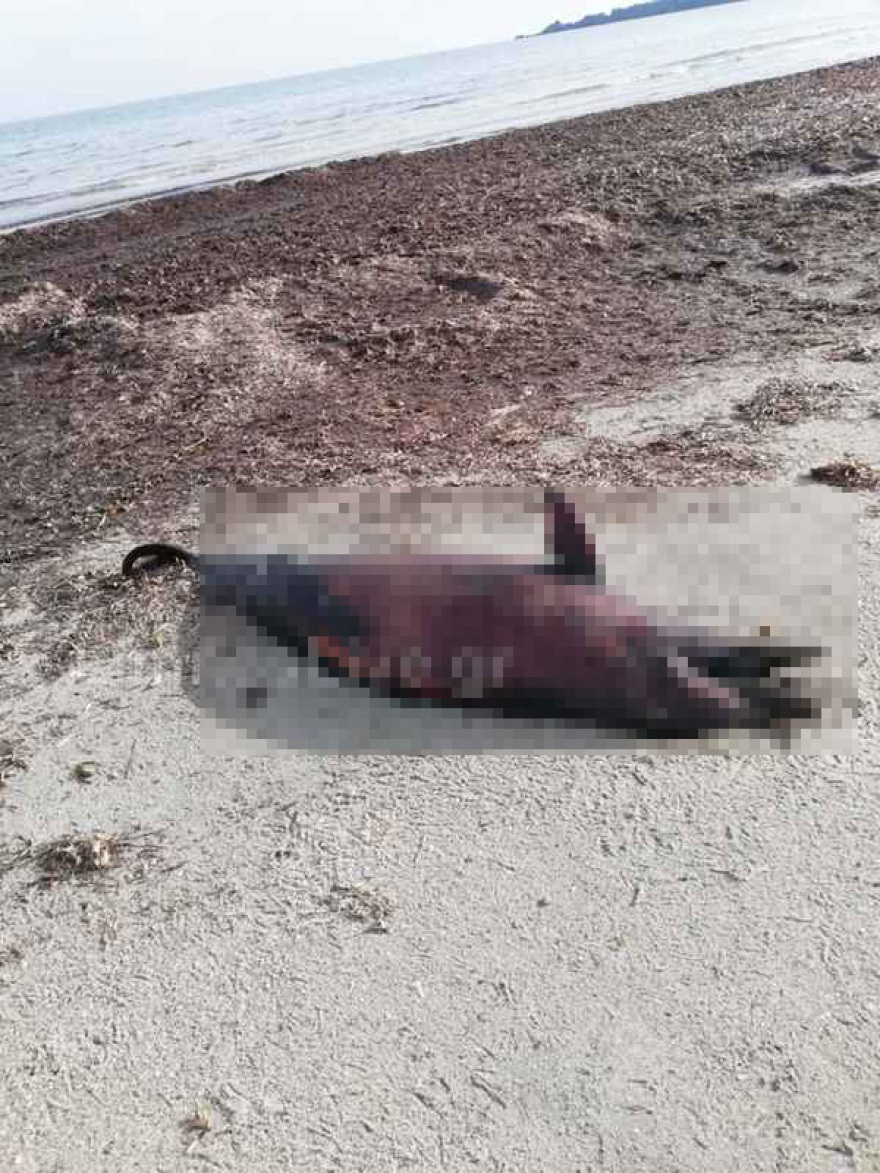 Νεκρό δελφίνι ξεβράστηκε στην παραλία του Κέρους στη Λήμνο, δείτε φωτογραφίες