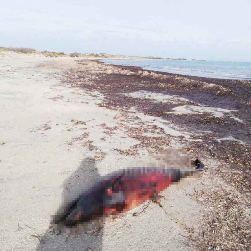 Νεκρό δελφίνι ξεβράστηκε στην παραλία του Κέρους στη Λήμνο, δείτε φωτογραφίες