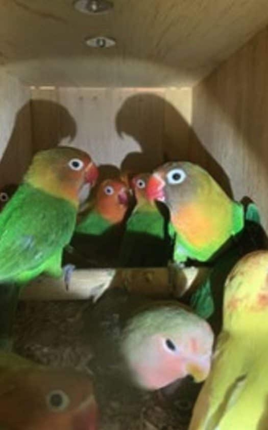 Η βρετανική αστυνομία βρήκε 2.000 ταραντούλες σε ένα αυτοκίνητο
