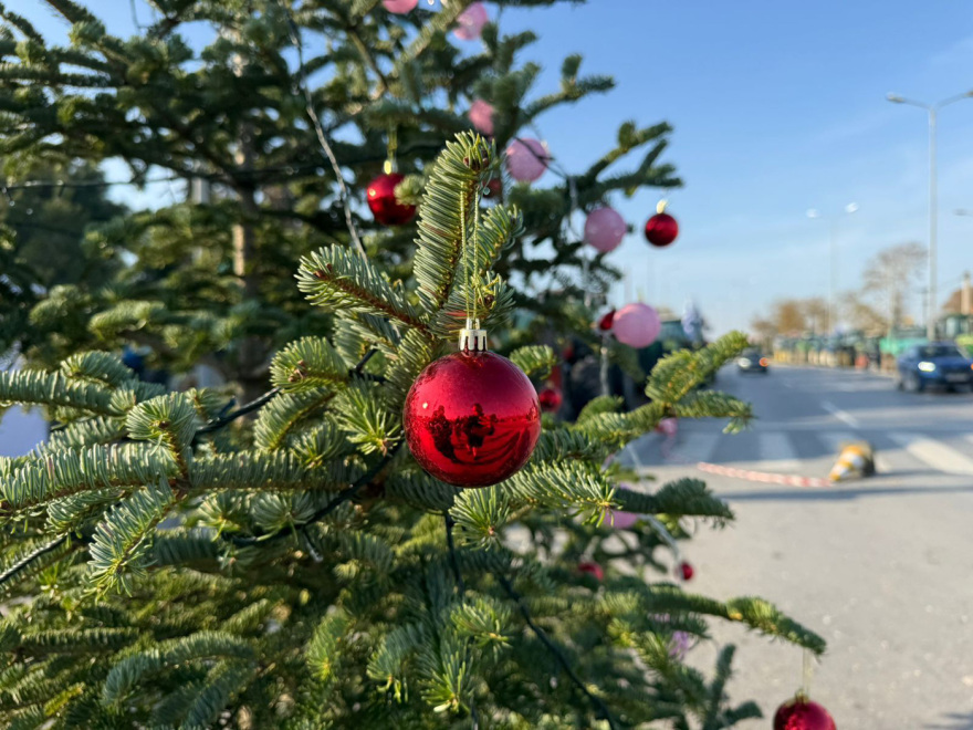 Στόλισαν έλατο από τον Ταξιάρχη οι αγρότες στα «Πράσινα Φανάρια»: Θα μείνουμε και τα Χριστούγεννα εδώ, λένε