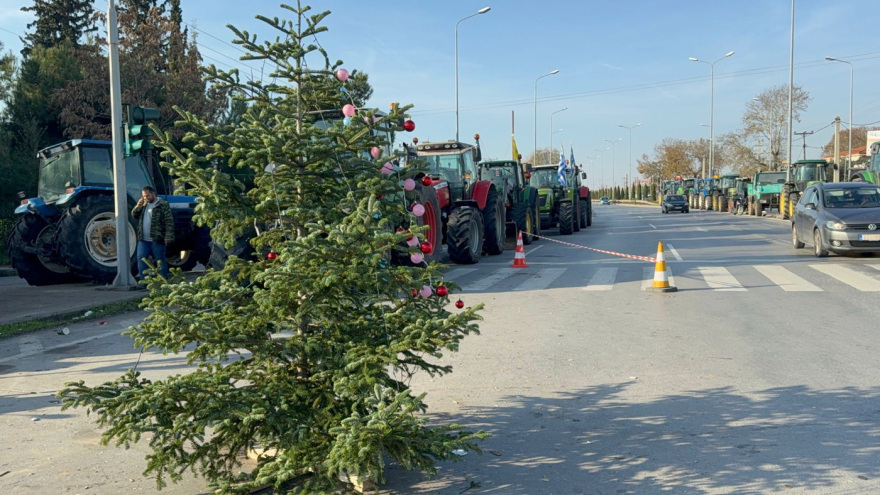 Στόλισαν έλατο από τον Ταξιάρχη οι αγρότες στα «Πράσινα Φανάρια»: Θα μείνουμε και τα Χριστούγεννα εδώ, λένε