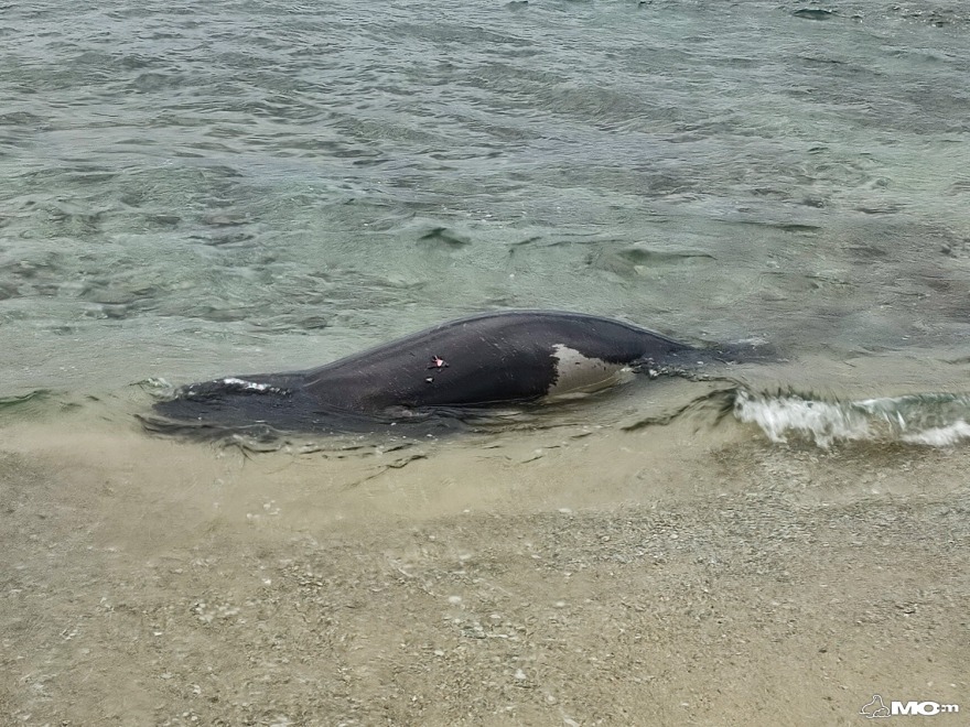 Κτηνωδία στο Μαύρο Λιθάρι, βρέθηκε νεκρή φώκια από πυροβολισμούς