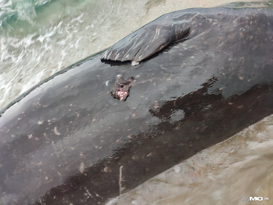 Κτηνωδία στο Μαύρο Λιθάρι, βρέθηκε νεκρή φώκια από πυροβολισμούς