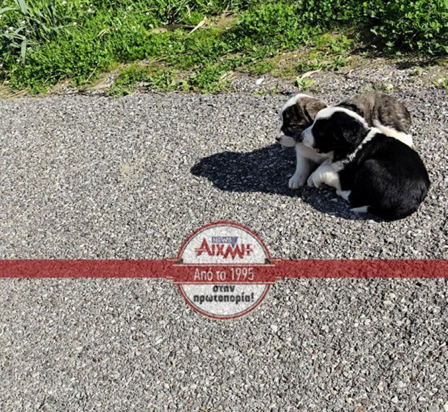 Εγκατέλειψαν κουτάβια δίπλα από αυλάκι στο Μεσολόγγι, τα έσωσε η Πυροσβεστική, δείτε βίντεο και φωτογραφίες