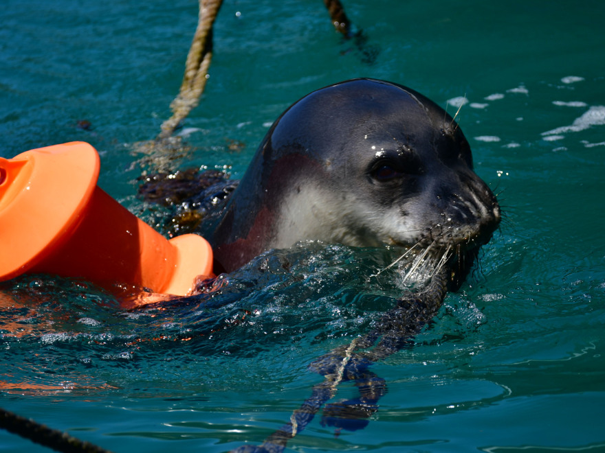 Ο Guardian μιλάει για ελληνική τραγωδία: Οι σπάνιες φώκιες Μονάχους - Μονάχους κρύβονται σε σπηλιές για να ξεφύγουν από τους τουρίστες