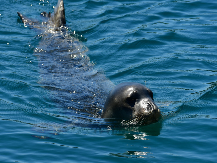 Ο Guardian μιλάει για ελληνική τραγωδία: Οι σπάνιες φώκιες Μονάχους - Μονάχους κρύβονται σε σπηλιές για να ξεφύγουν από τους τουρίστες